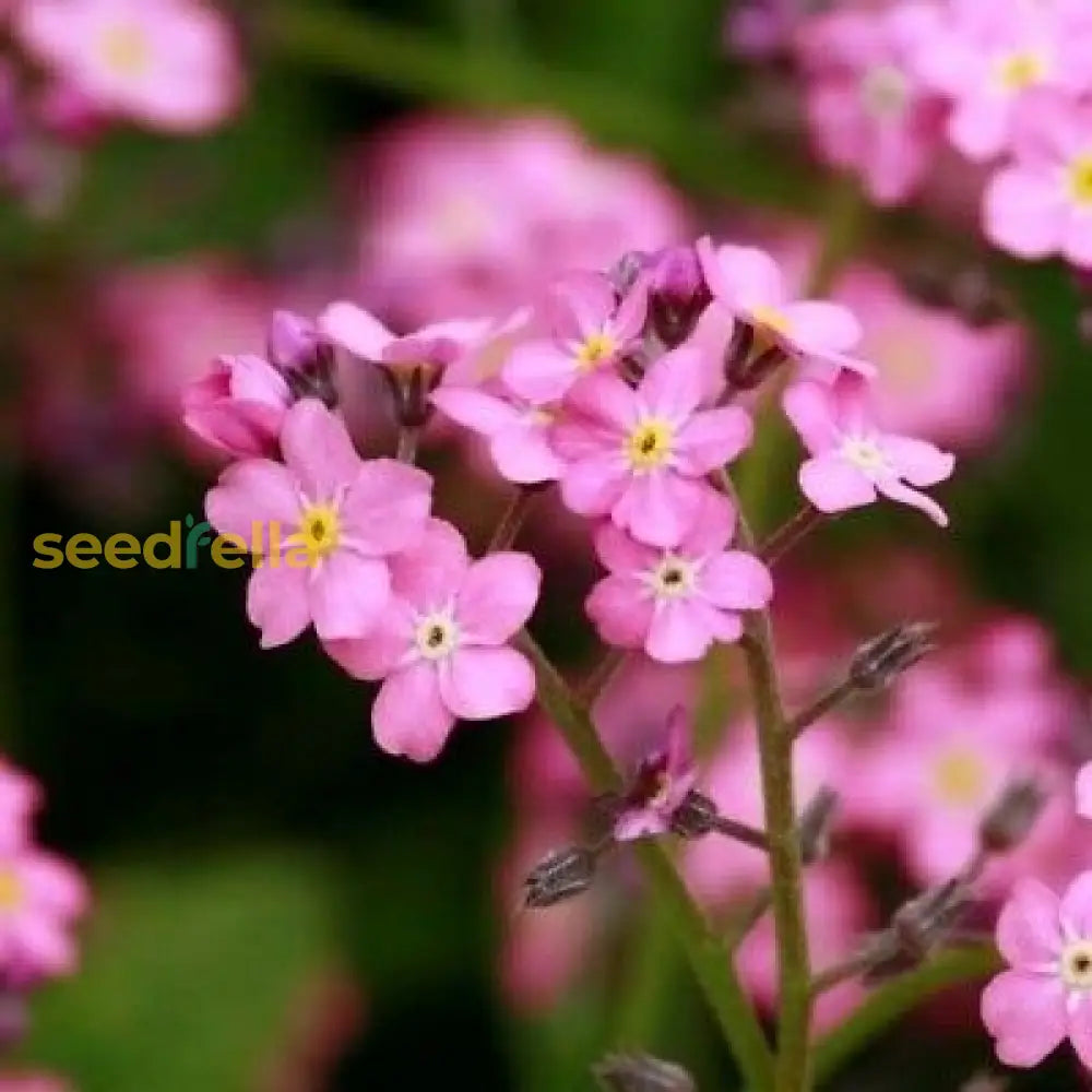 Pink Myosotis Flower Seeds For Planting  Charming Annual Blooms