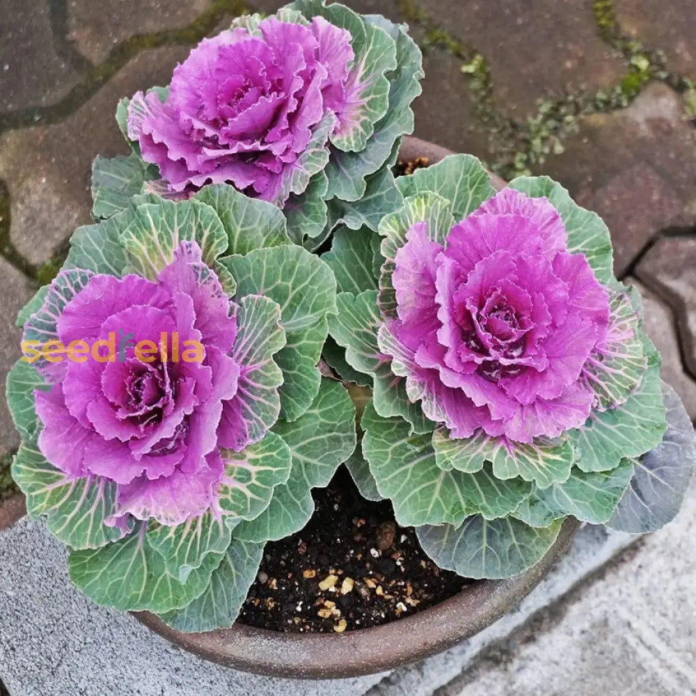 Pink Nagoya Kale Seeds For Planting - Vibrant Vegetable Variety Seeds