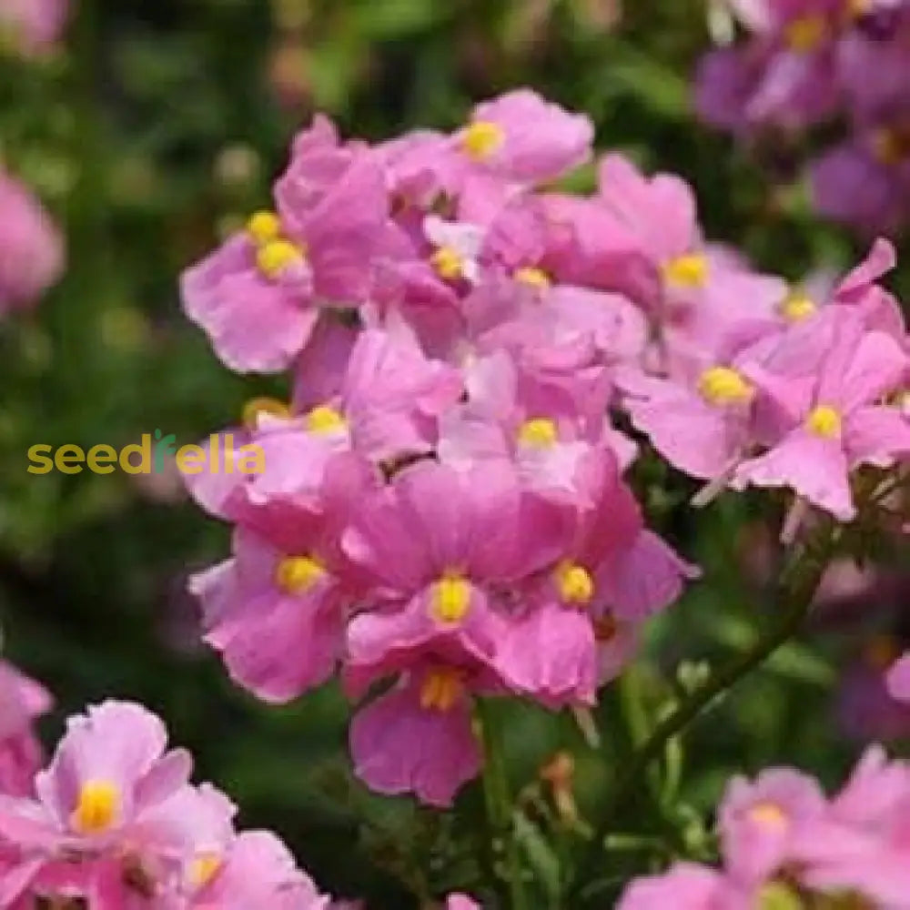 Pink Nemesia Poetry Seeds For Planting - Easy To Grow Flower Stunning Spring Garden Blooms