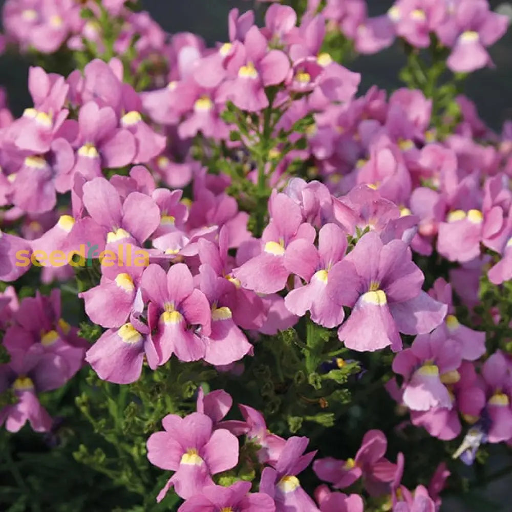 Pink Nemesia Poetry Seeds For Planting - Easy To Grow Flower Stunning Spring Garden Blooms