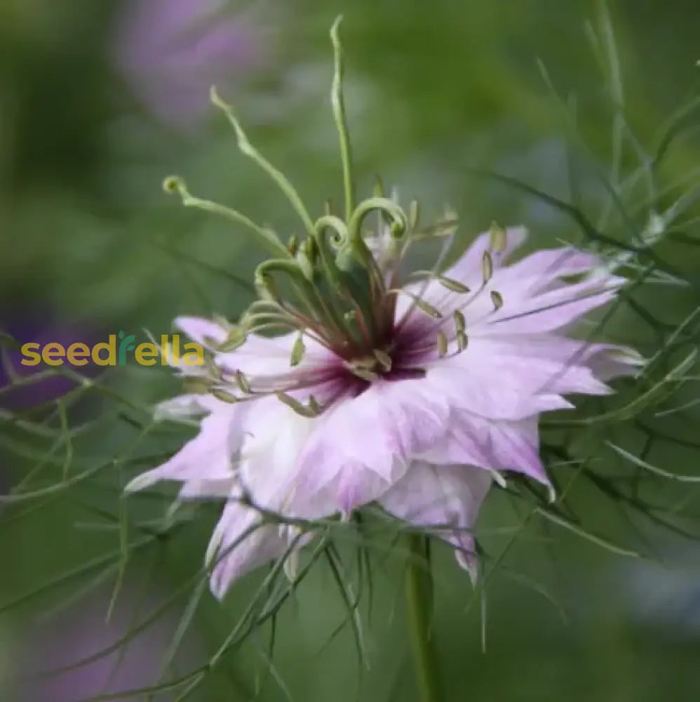 Pink Nigella Damascena Seeds For Planting - Annual Flower Spring Gardening