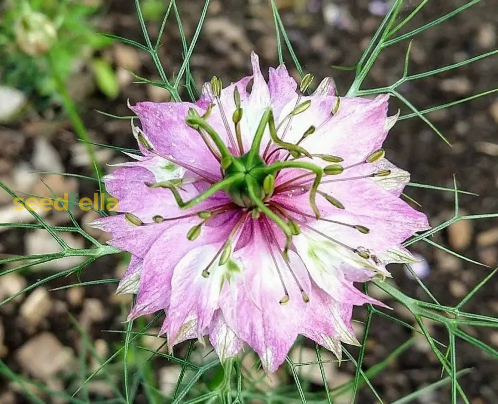 Pink Nigella Damascena Seeds For Planting - Annual Flower Spring Gardening