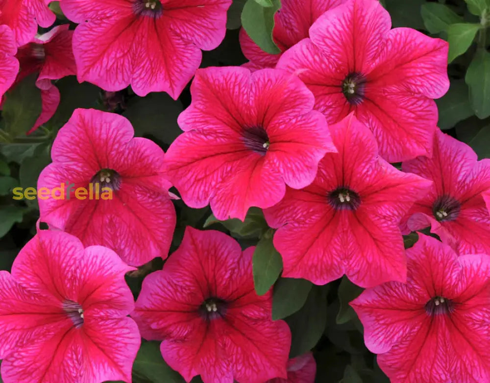 Pink Oblique Petunia Flower Seeds For Easy Planting