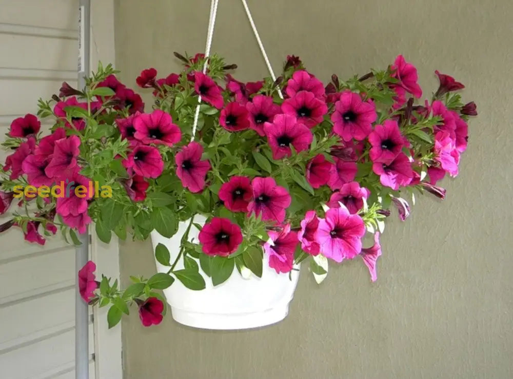 Pink Oblique Petunia Flower Seeds For Easy Planting