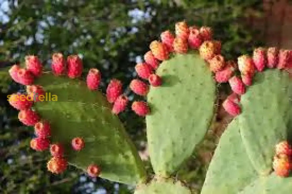 Pink Opuntia Cactus Growing in Desert Garden