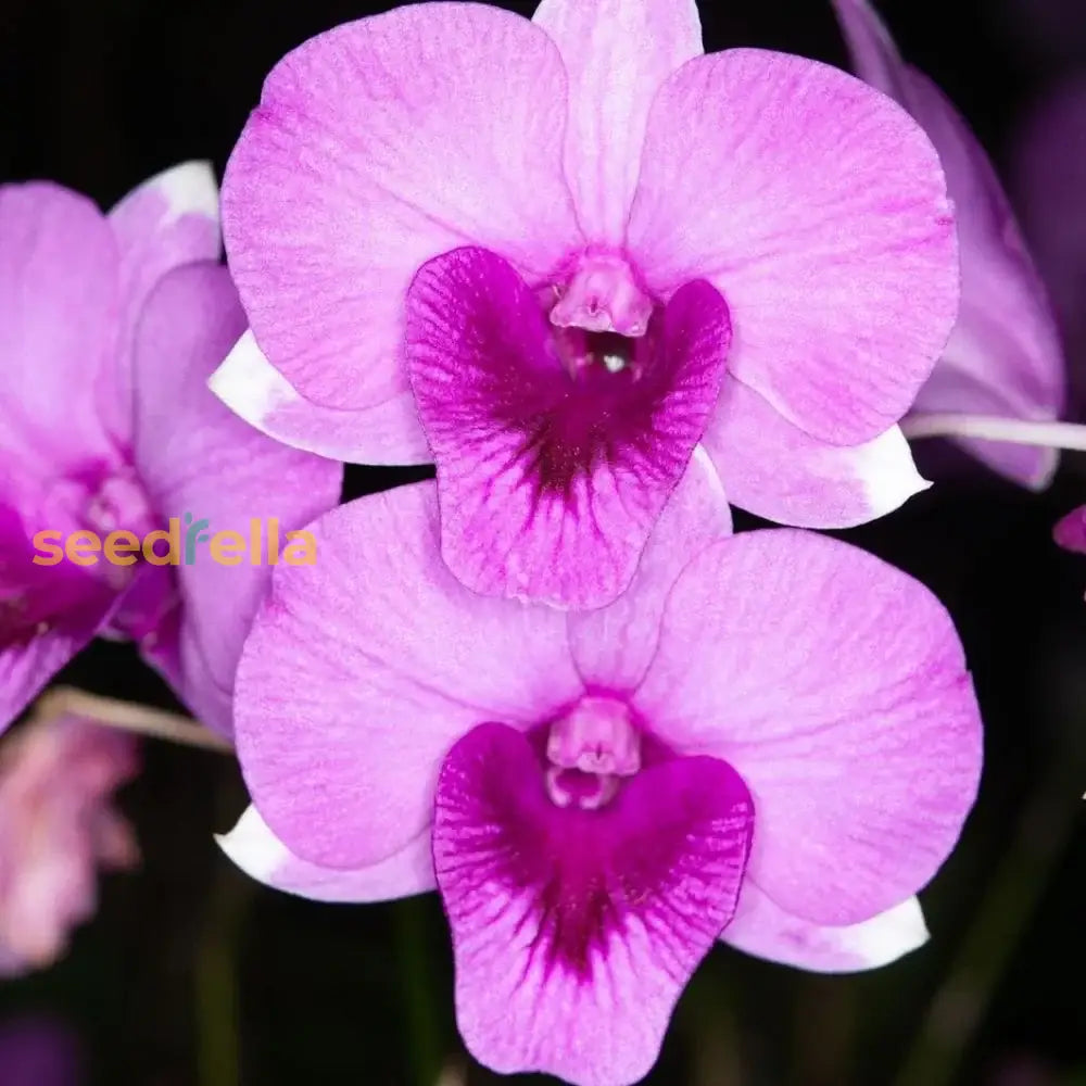 Pink Orchid Flower Seeds For Planting