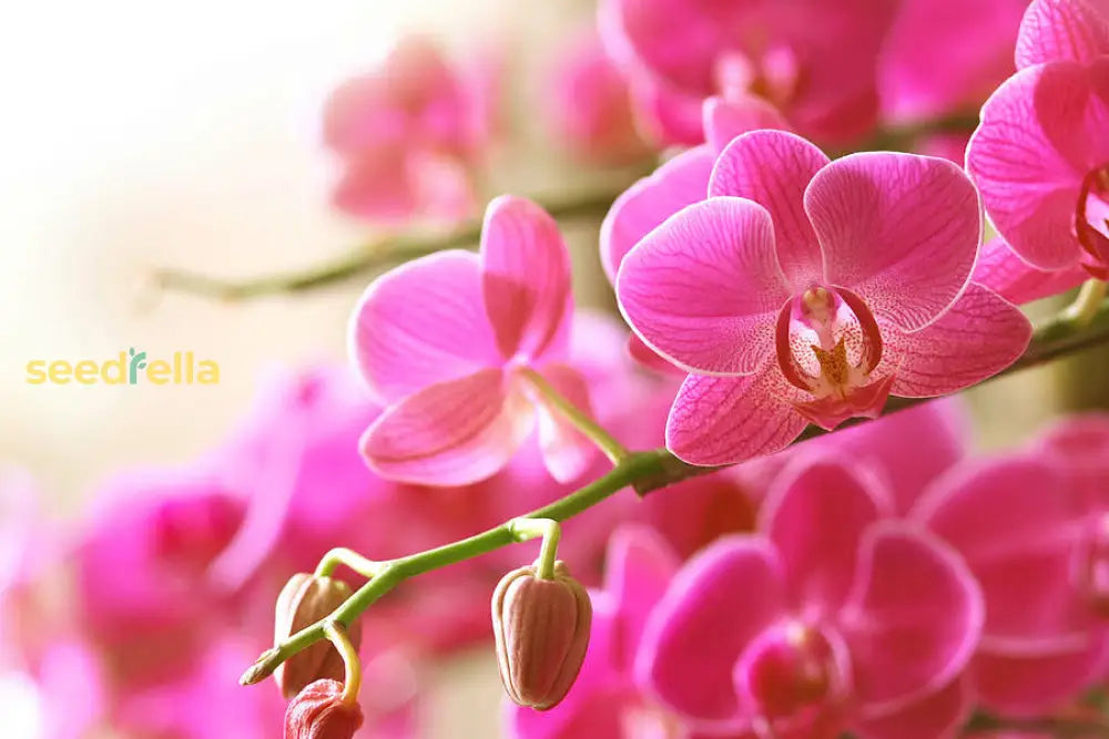 Pink Orchid Flower Seeds For Planting