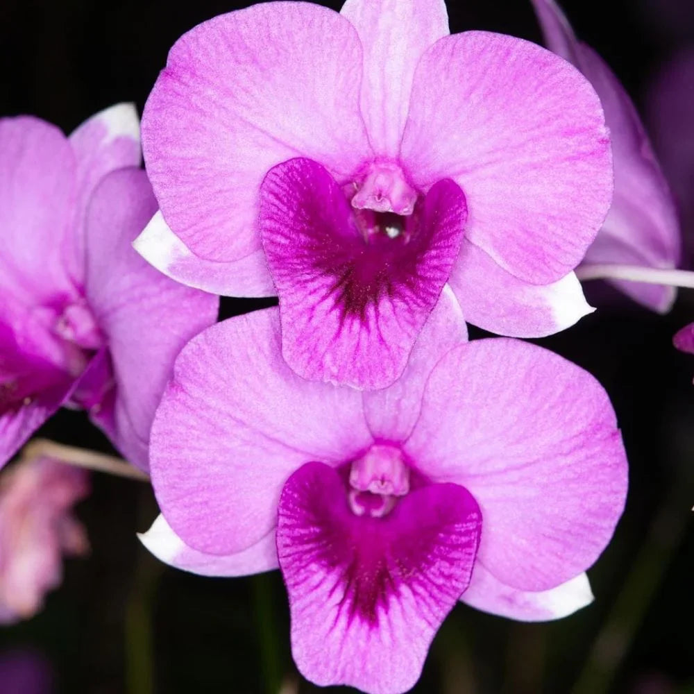 Pink Orchid Flower Seeds for Planting