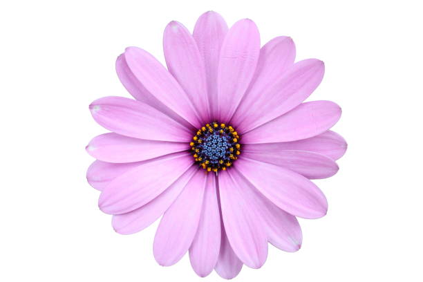 Pink Osteospermum Flower Seeds for Vibrant Garden Planting