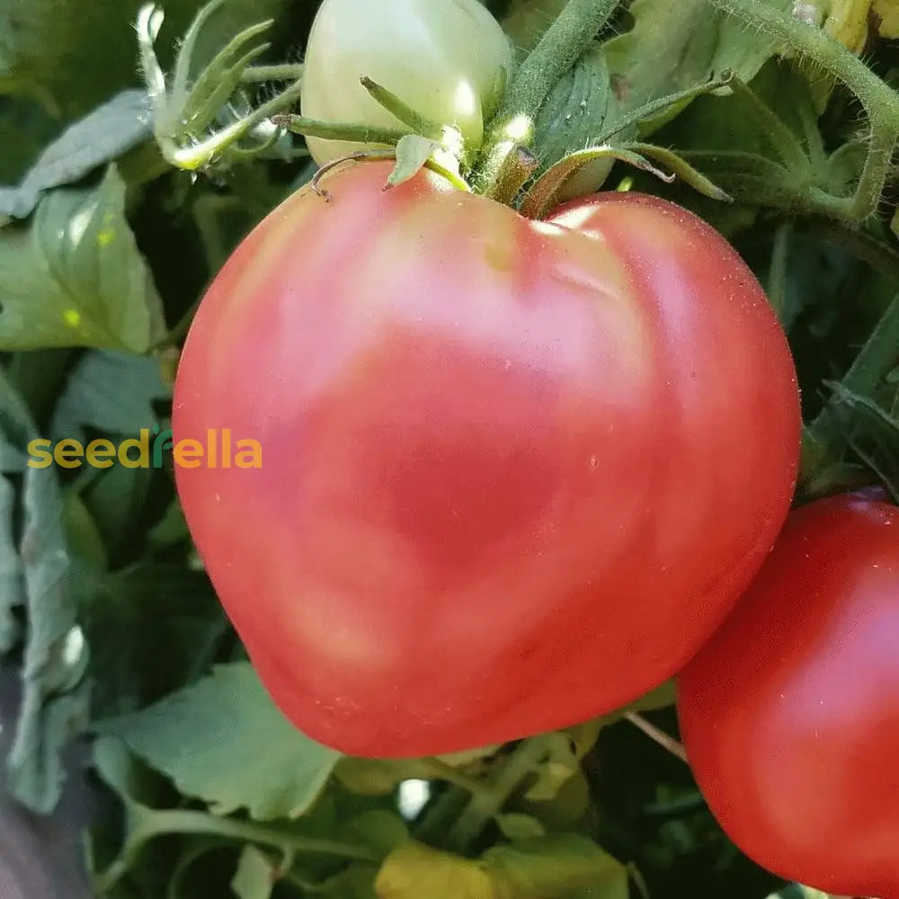 Pink Oxheart tomato seedlings growing in trays