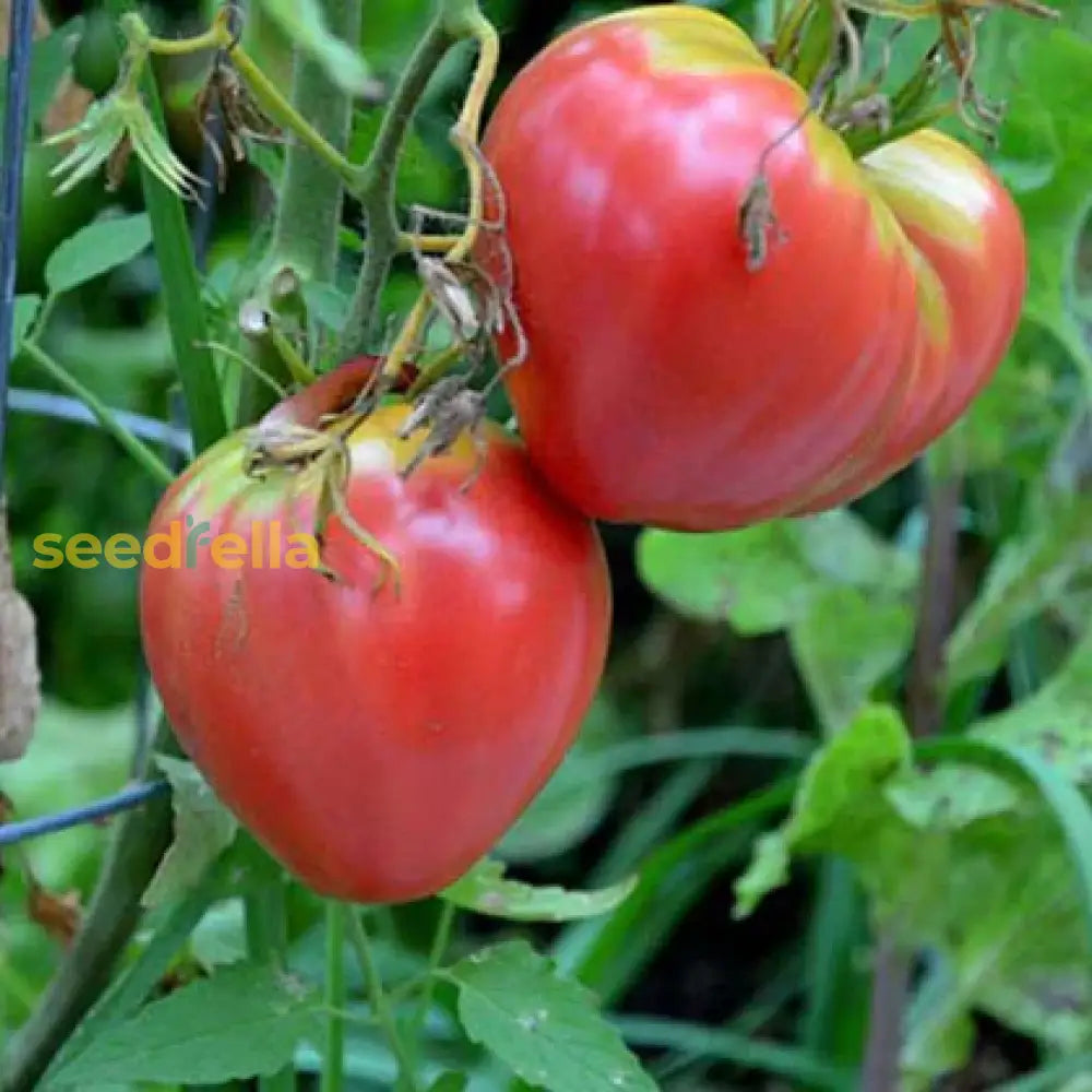 Pink Oxheart Tomato Seeds For Planting Vegetable Seeds