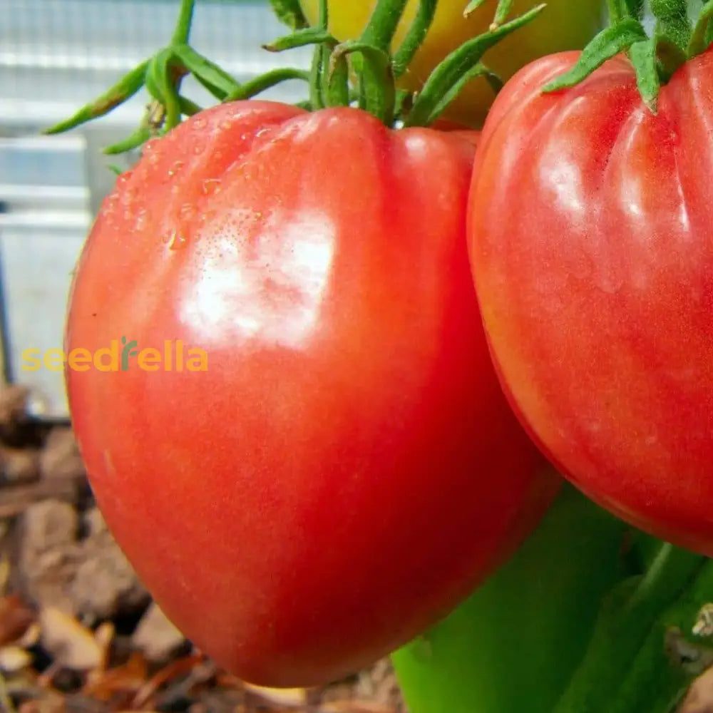 Pink Oxheart tomatoes growing on vine