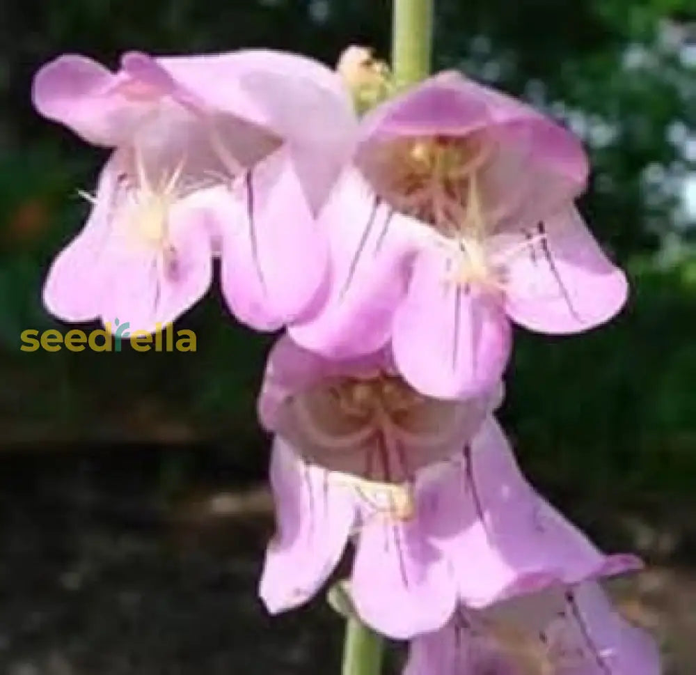 Pink Palmers Penstemon Seeds For Planting  Vibrant Perennial Flower Your Garden