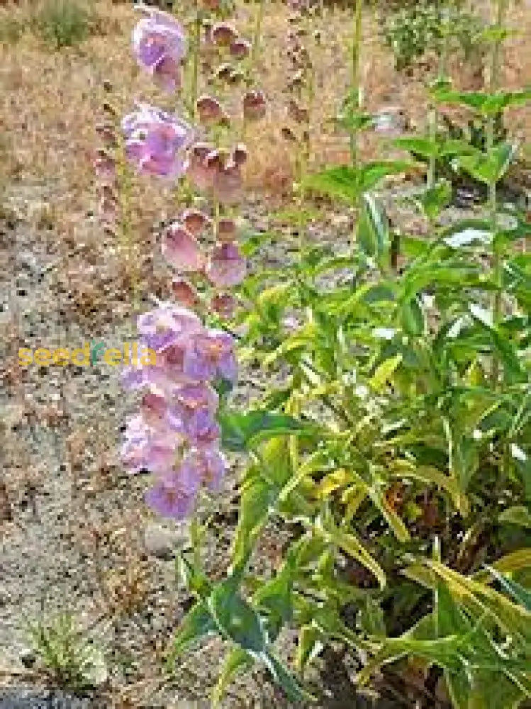 Pink Palmers Penstemon Seeds For Planting  Vibrant Perennial Flower Your Garden