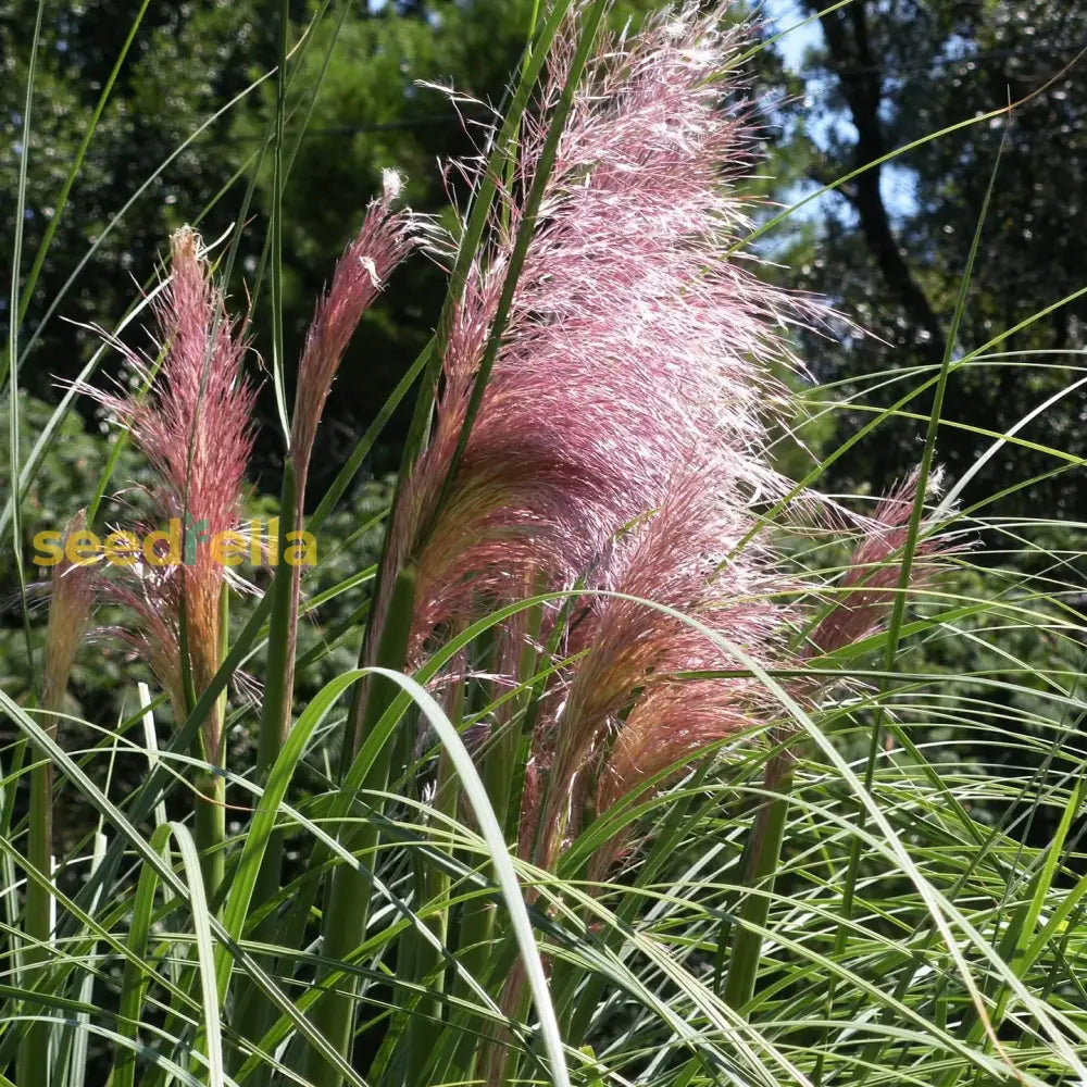 Pink Pampas Grass Seeds For Planting - Organic Ornamental Lawn Non-Gmo Growing Tall Feathery Blooms