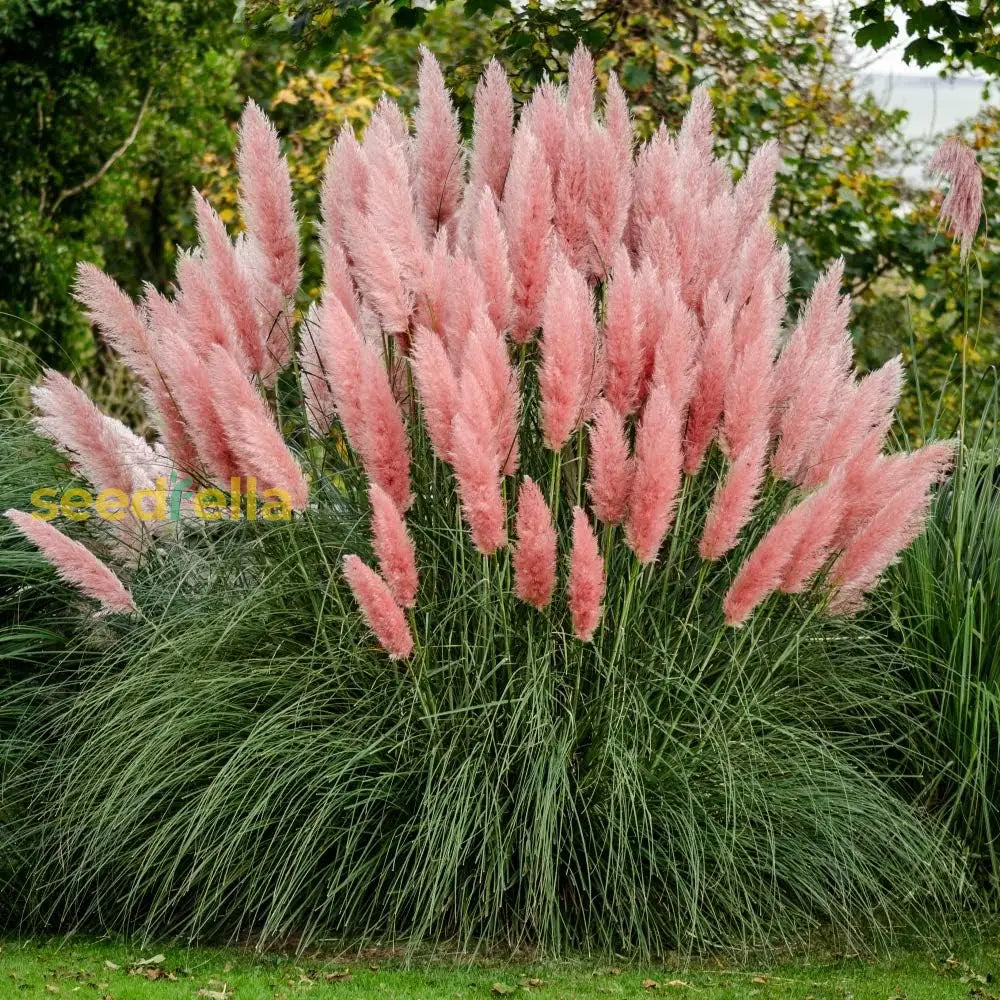 Pink Pampas Grass Seeds For Planting - Organic Ornamental Lawn Non-Gmo Growing Tall Feathery Blooms