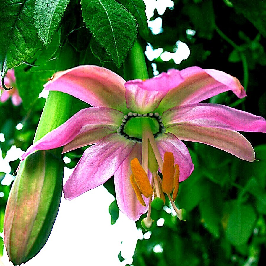 Pink Passion Flower Seeds – Passiflora mollissima Non-GMO Fruit Vine
