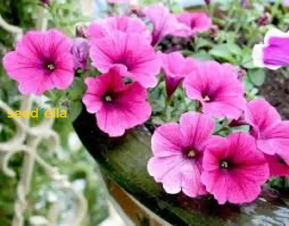 Pink Petunia Flower Seeds For Planting  Brighten Your Garden