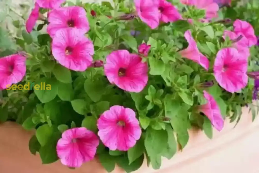 Pink Petunia Flower Seeds For Planting  Brighten Your Garden