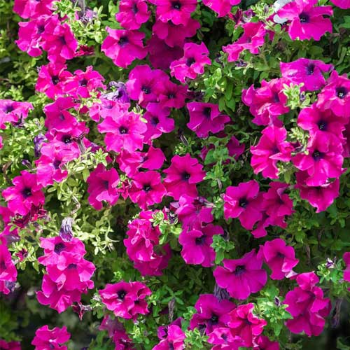 Pink petunia seeds for planting