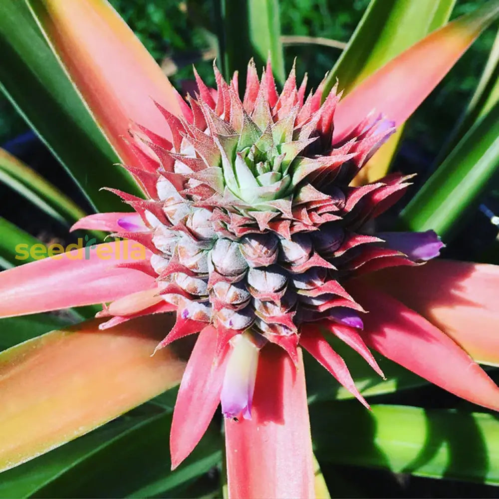Pink Pineapple Seeds for Planting Tropical Fruit Plants