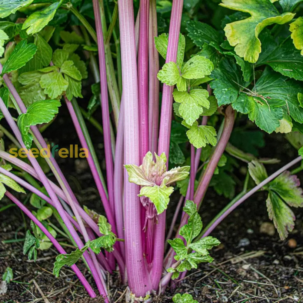 Pink Plume celery heirloom seeds