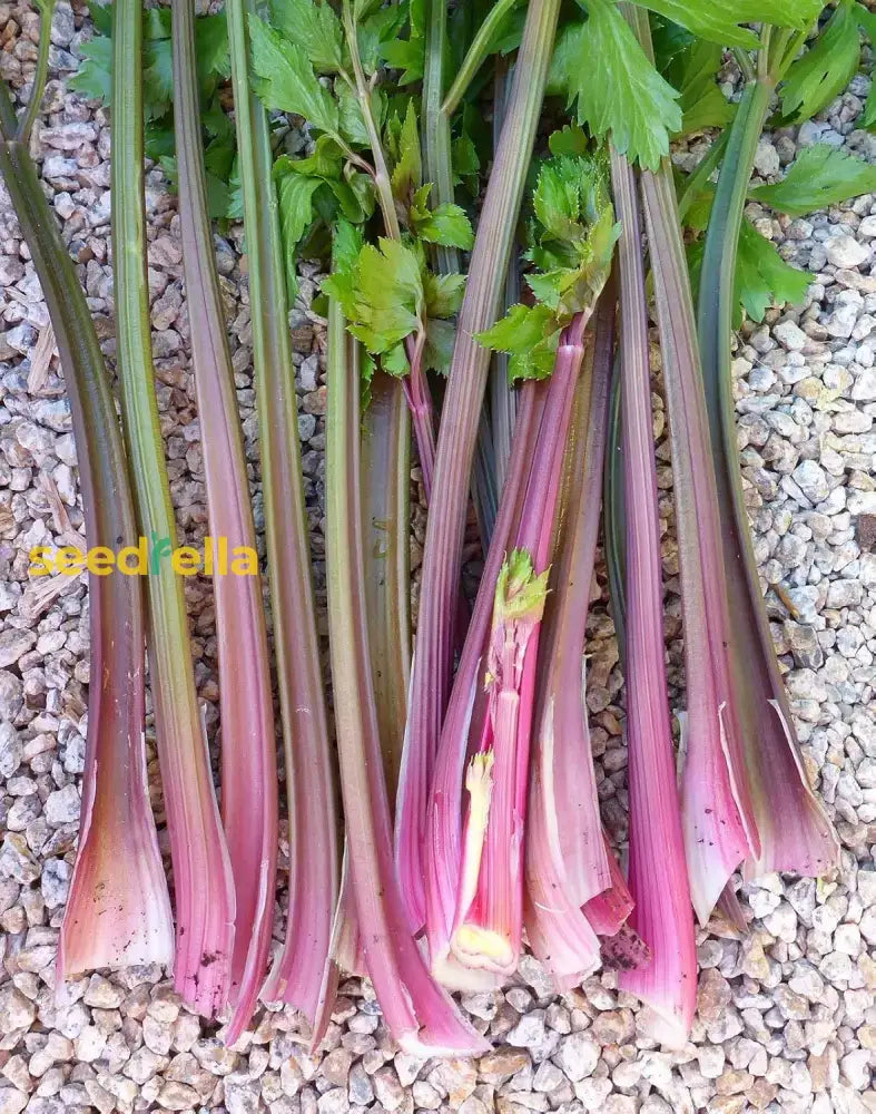 Pink Plume Celery Vegetable Seeds For Planting Seeds