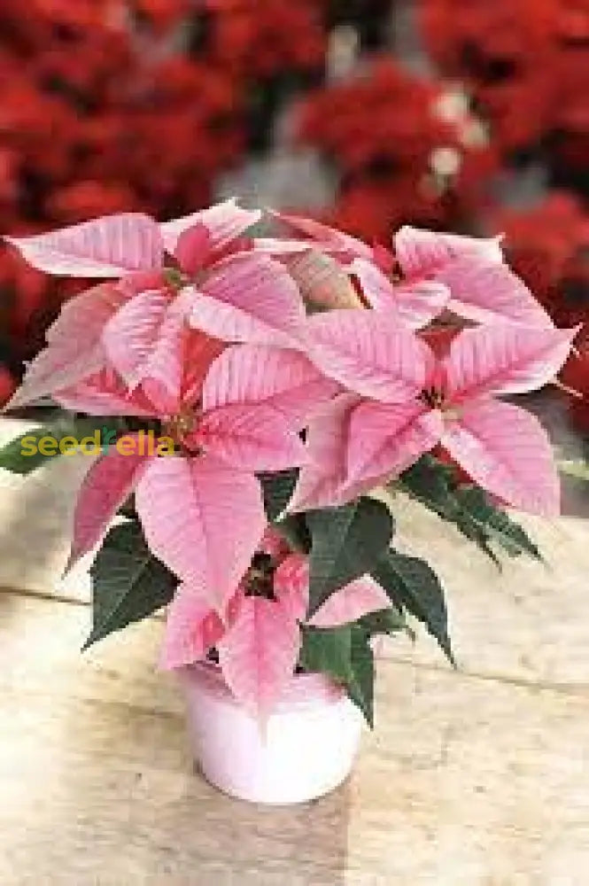 Pink Poinsettia Plant Seeds For Winter Planting Flower