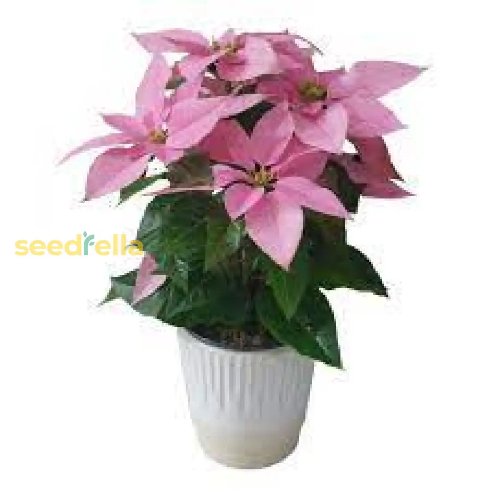 Pink Poinsettia Plant Seeds For Winter Planting Flower