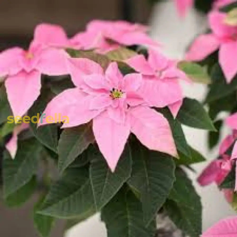 Pink Poinsettia Plant Seeds For Winter Planting Flower