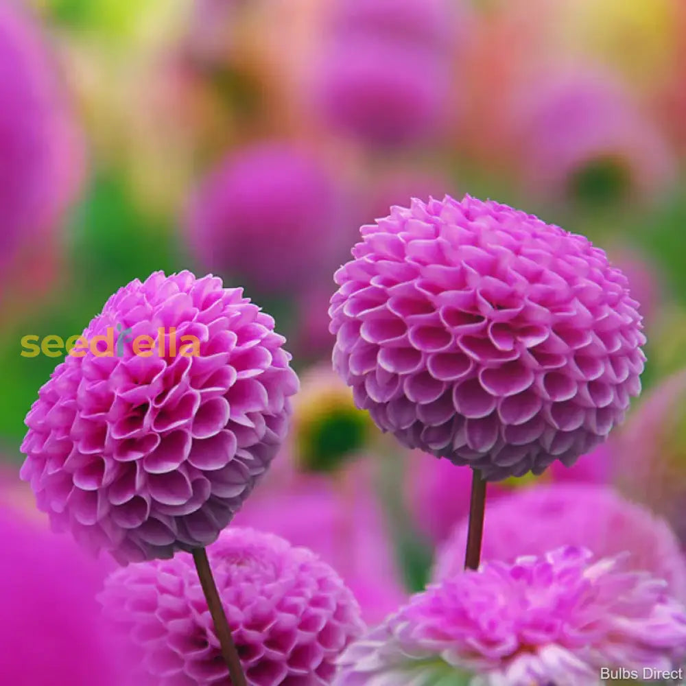 Pink Pompon Dahlia Flower Seeds For Planting  Vibrant Annual Blooms Colorful Gardens