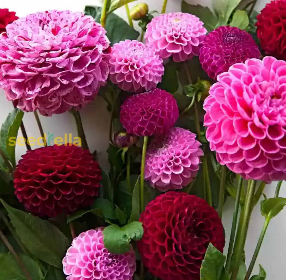 Pink Pompon Dahlia Flower Seeds For Planting  Vibrant Annual Blooms Colorful Gardens