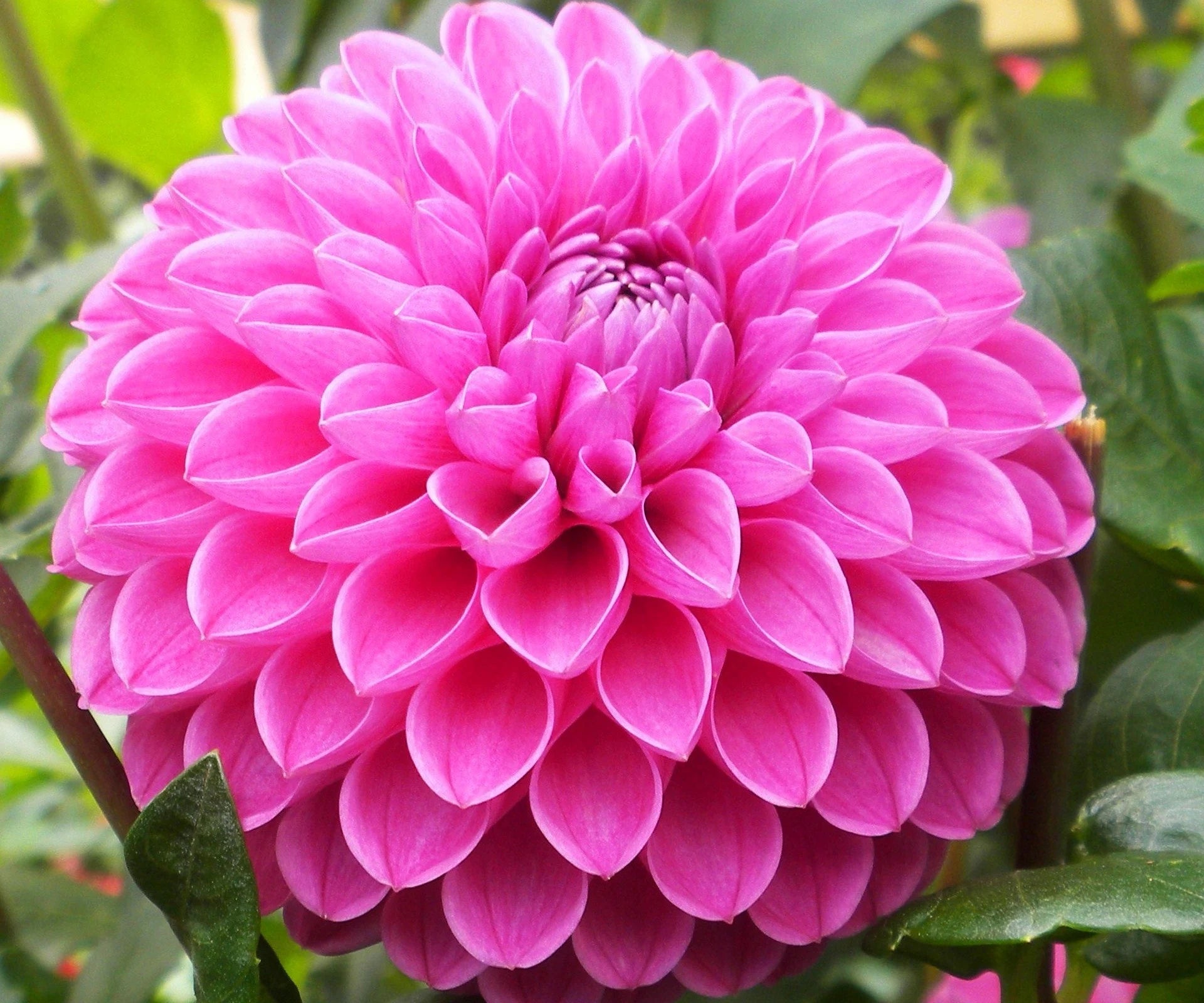 Pink Pompon Dahlia Flower Seeds