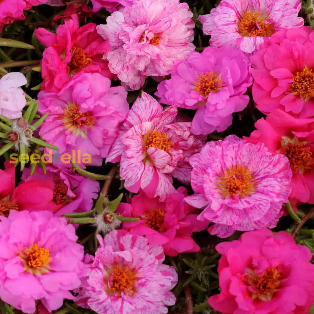 Pink Portulaca Grandiflora Seeds For Planting | Vibrant Annual Flowers Flower