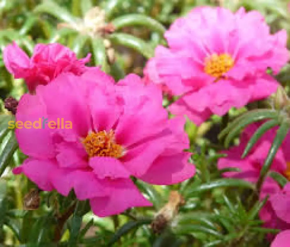 Pink Portulaca Grandiflora Seeds For Planting | Vibrant Annual Flowers Flower