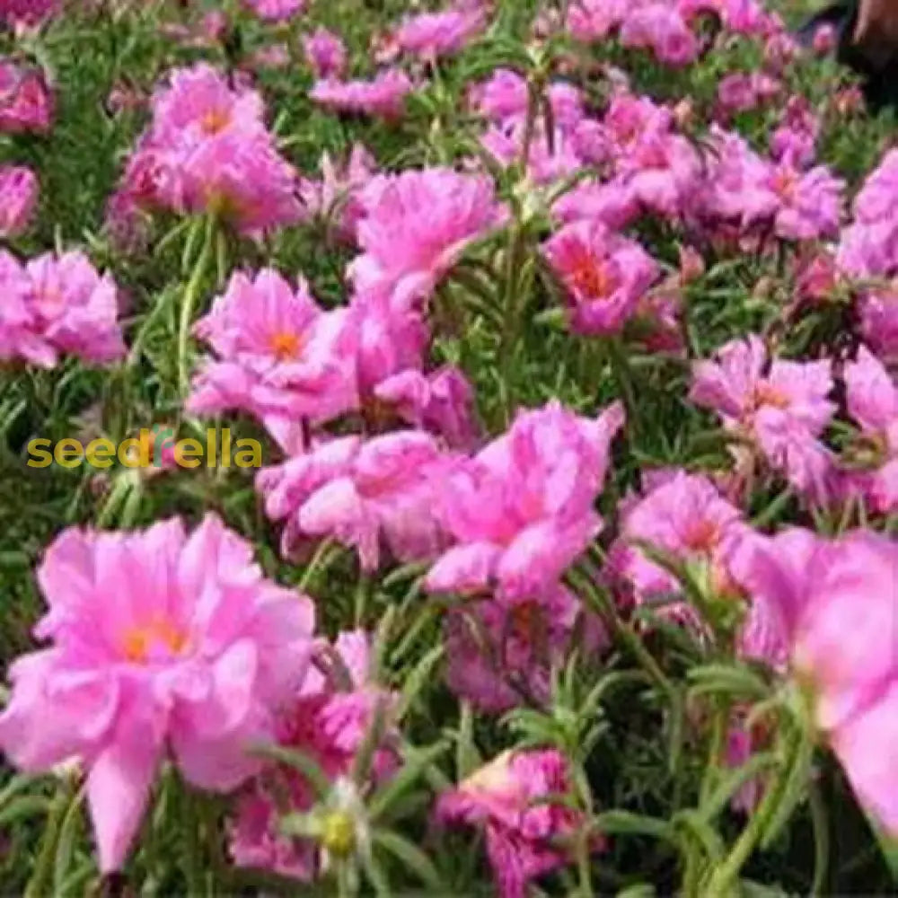 Pink Portulaca Rose Flower Seeds For Vibrant Garden Planting