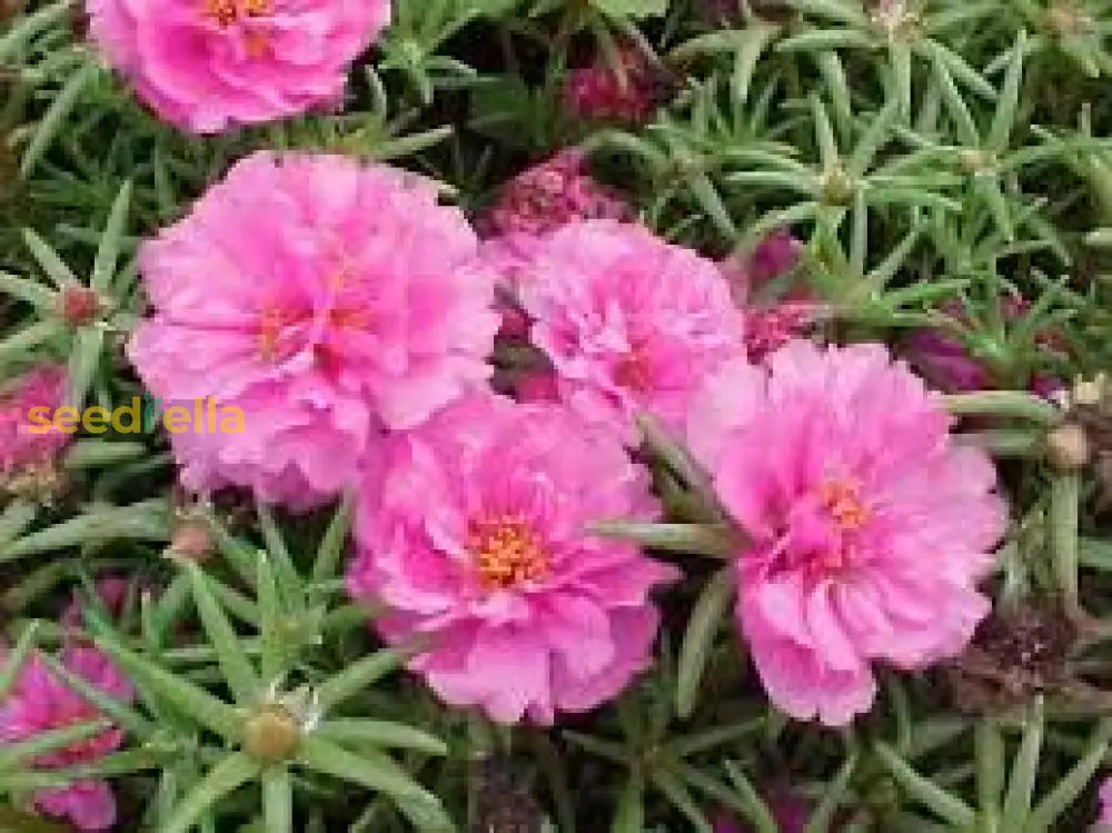 Pink Portulaca Rose Flower Seeds For Vibrant Garden Planting