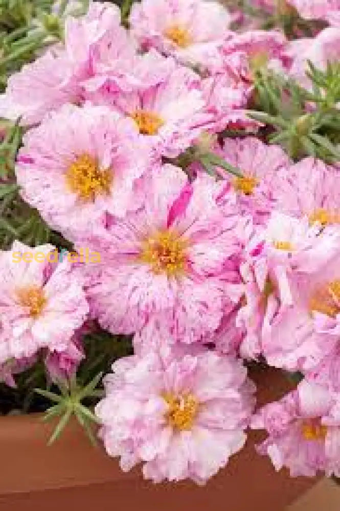 Pink Portulaca Sundial Seeds For Easy Planting Flower