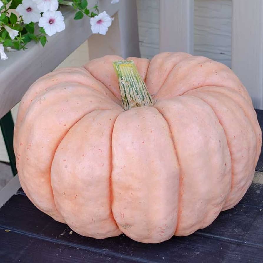 Planting guide for pink pumpkin seeds