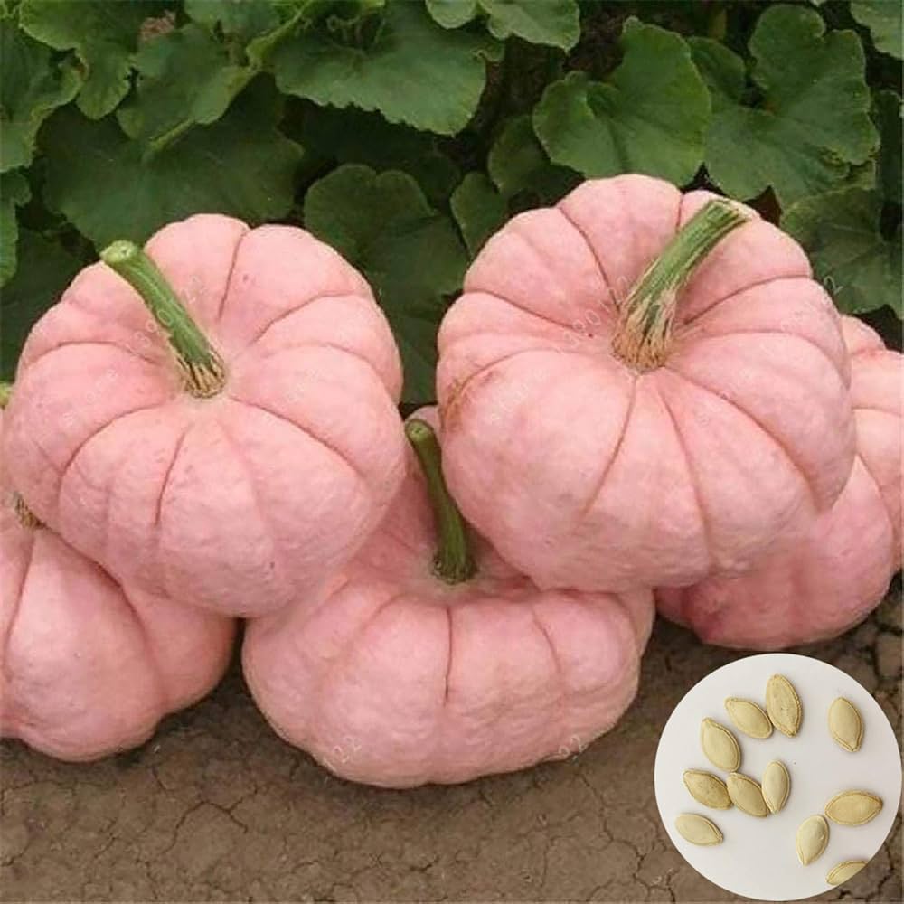 Pink pumpkin plants growing in garden