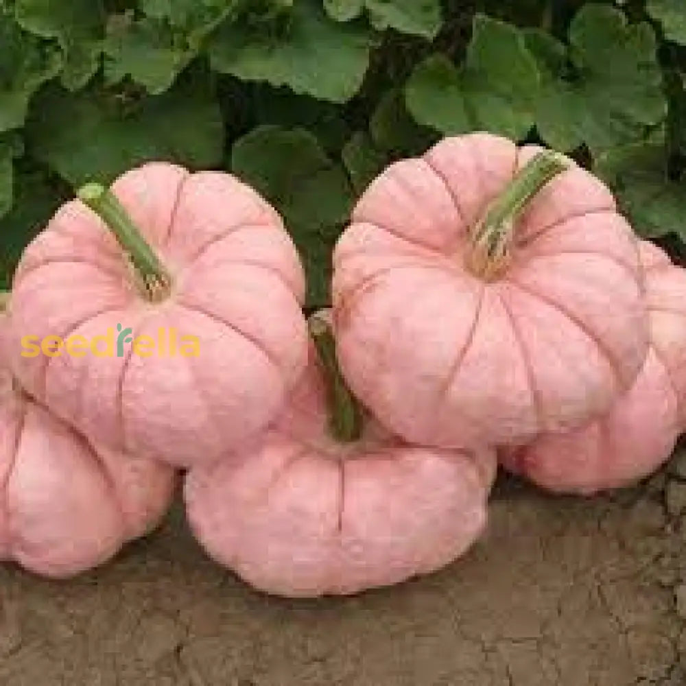 Pink Pumpkin Seeds For Planting - Vegetable Collection Seeds