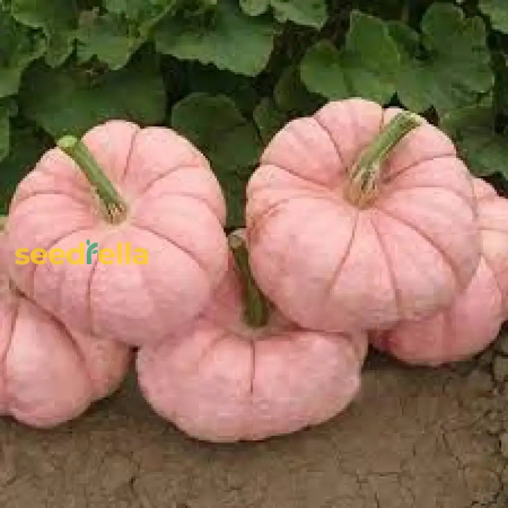 Pink Pumpkin Seeds For Planting - Vegetable Collection Seeds