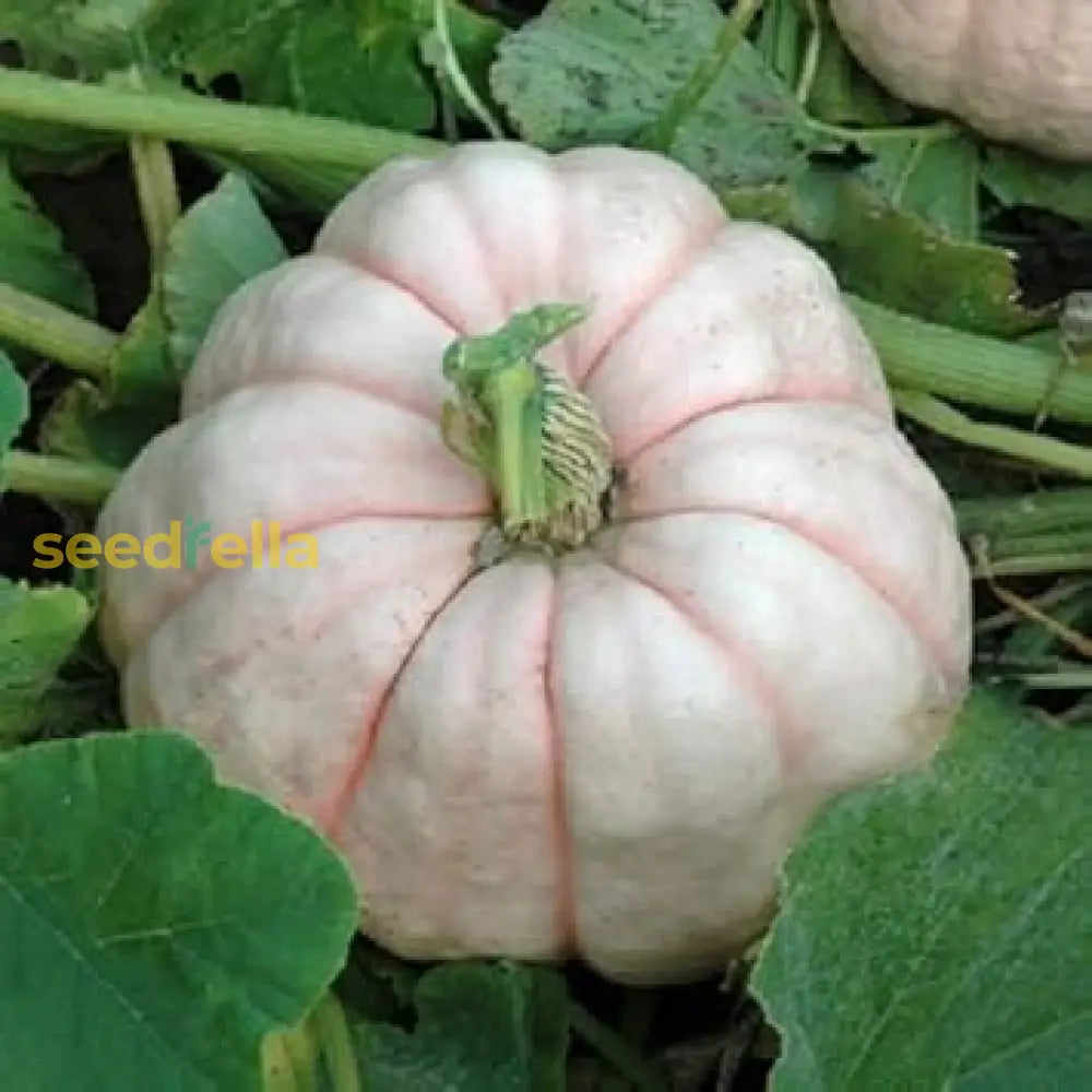 Pink Pumpkin Seeds For Planting - Vegetable Collection Seeds