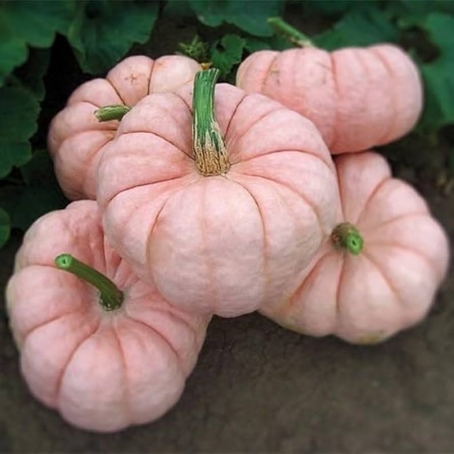 Pink pumpkin seeds for planting Non-GMO variety