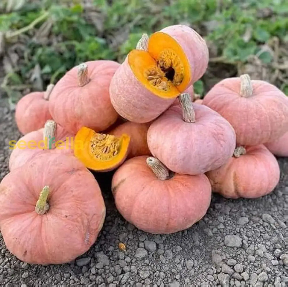 Pink Pumpkin Vegetable Seeds For Easy Planting Seeds