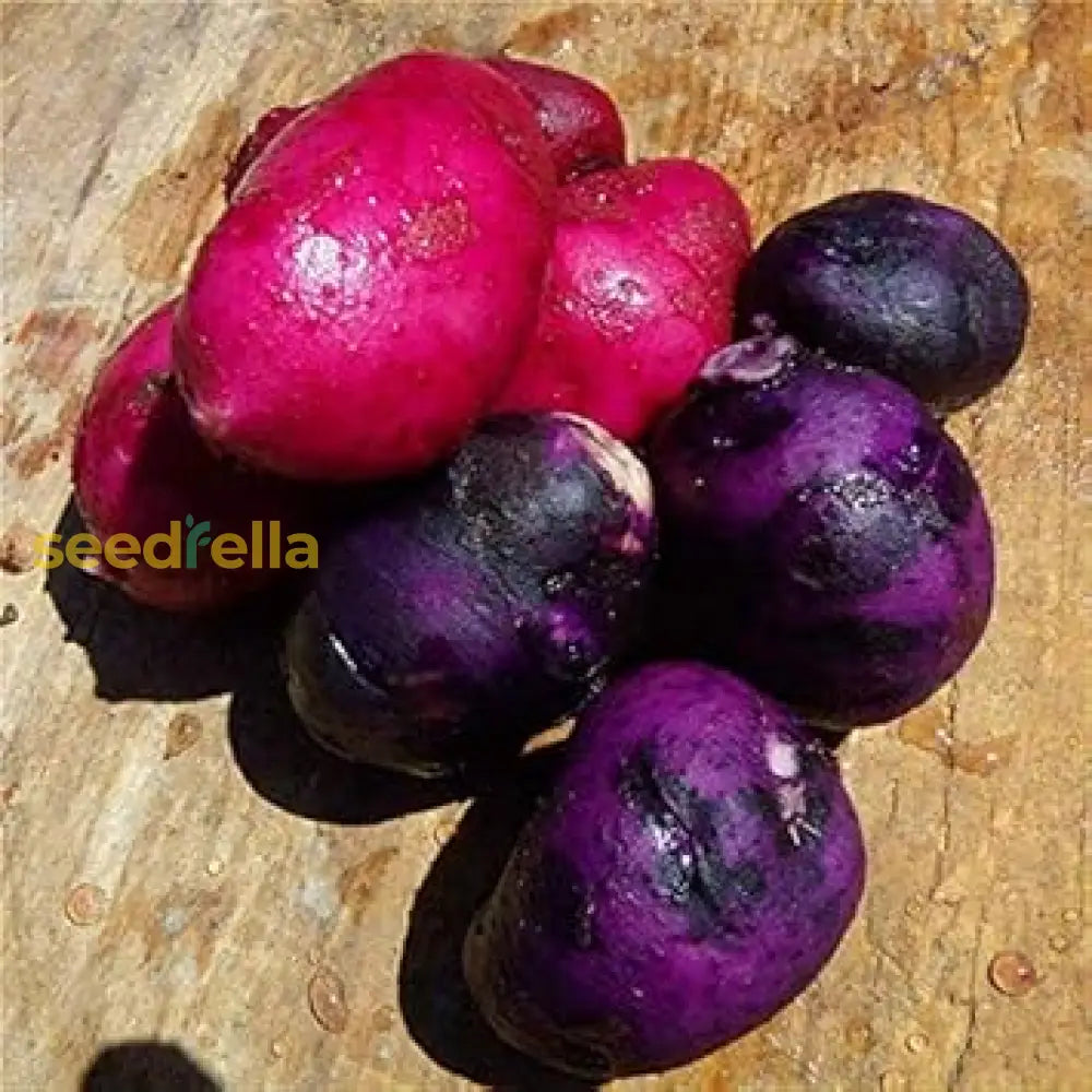 Pink-Purple Potato Vegetable Seeds Perfect For Home Gardens Seeds