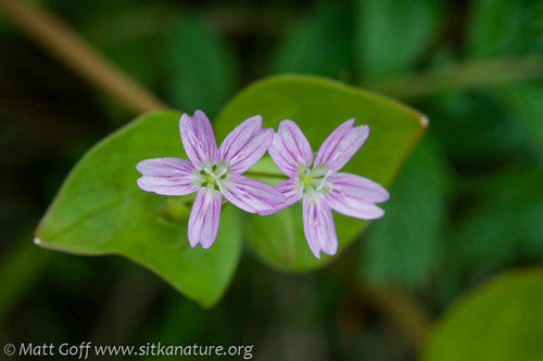 Pink Purslane plants forming ground cover in woodland area