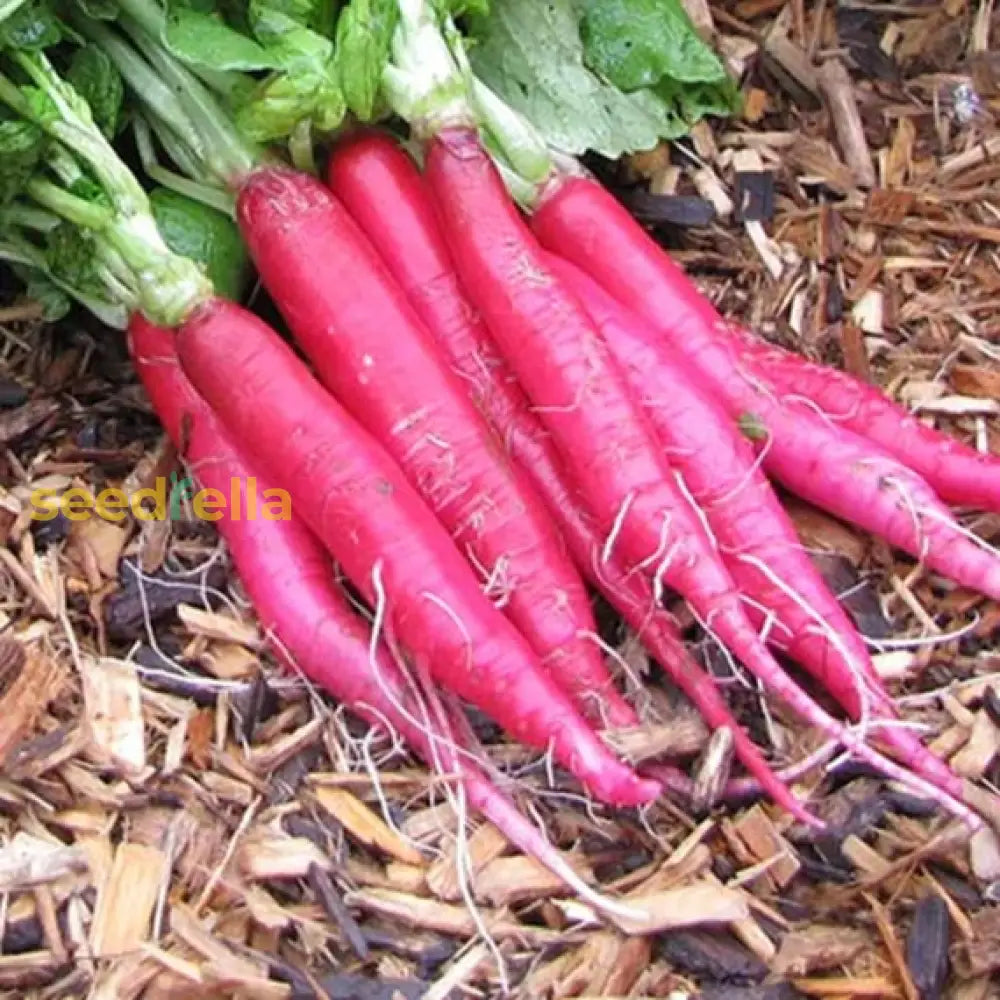 Pink Radish Planting Seeds For Vegetable Gardens Seeds