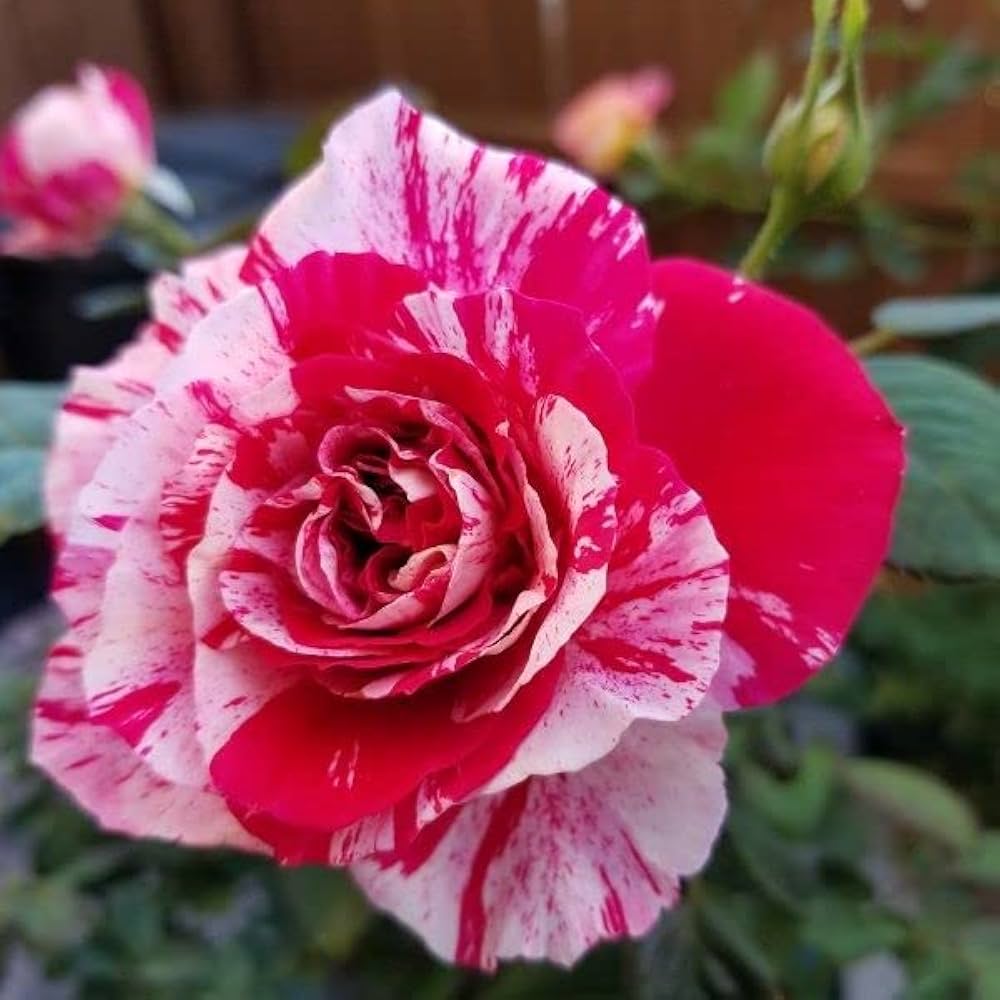 Pink Red Rose Flower Seeds for Planting