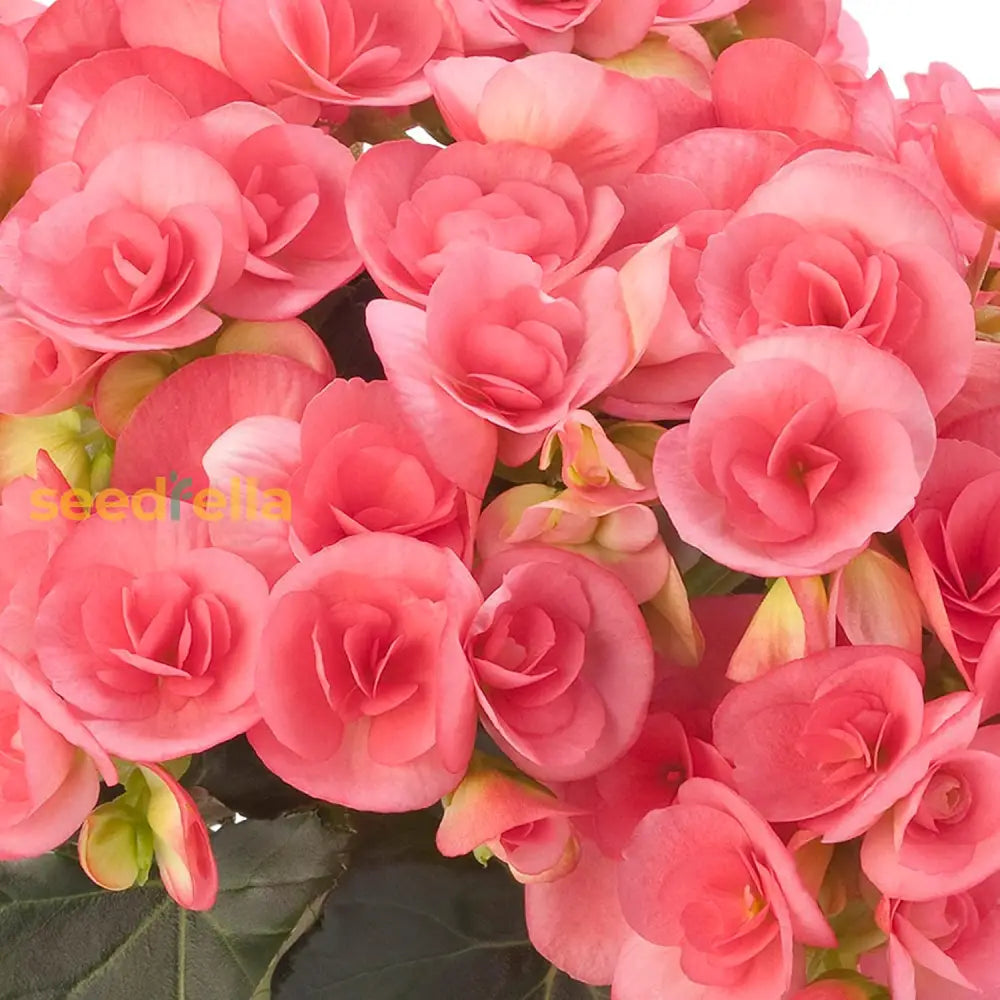 Pink Rieger Begonia Seeds Popular Houseplant Easy To Care Showy Beautiful Flowers Attractive